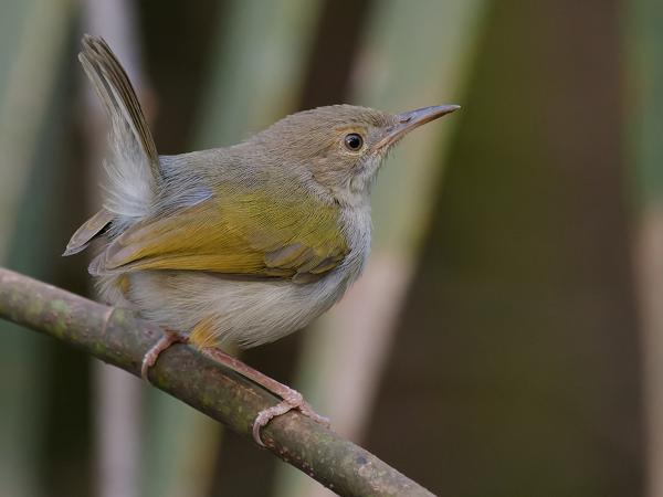 <h3><a href="/trips/gambia/biota/animalia/chordata/aves/040 passeriformes/088 cisticolidae/camaroptera brachyura/camaroptera brachyura-nl.html">Camaroptera&nbsp;brachyura</a> / Green‑backed&nbsp;camaroptera / Mekkercamaroptera</h3>OM-1 Mark II met OLYMPUS M.150-400mm F4.5 TC, 1/2000 sec  bij F5.6, ISO 10000, afstand 5.14&nbsp;m
